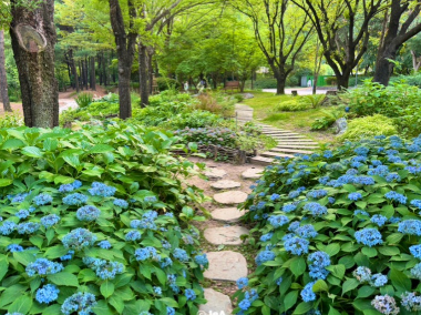 수도권 수국명소 추천 7곳, 도심 속에서 만나는 수국의 향연