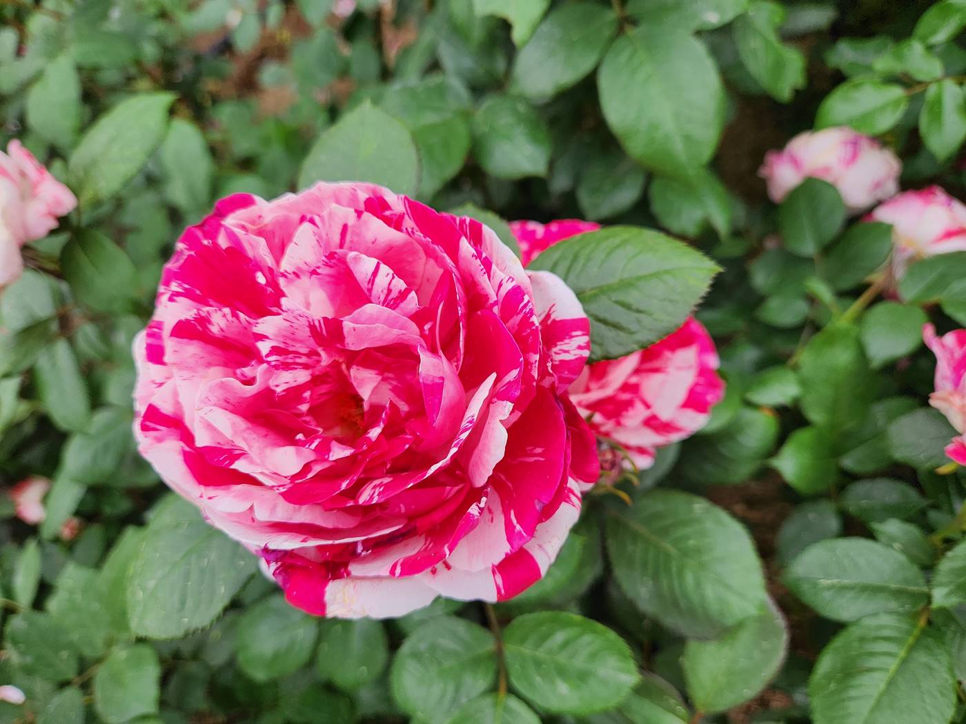 장미 센티멘탈 Sentimental