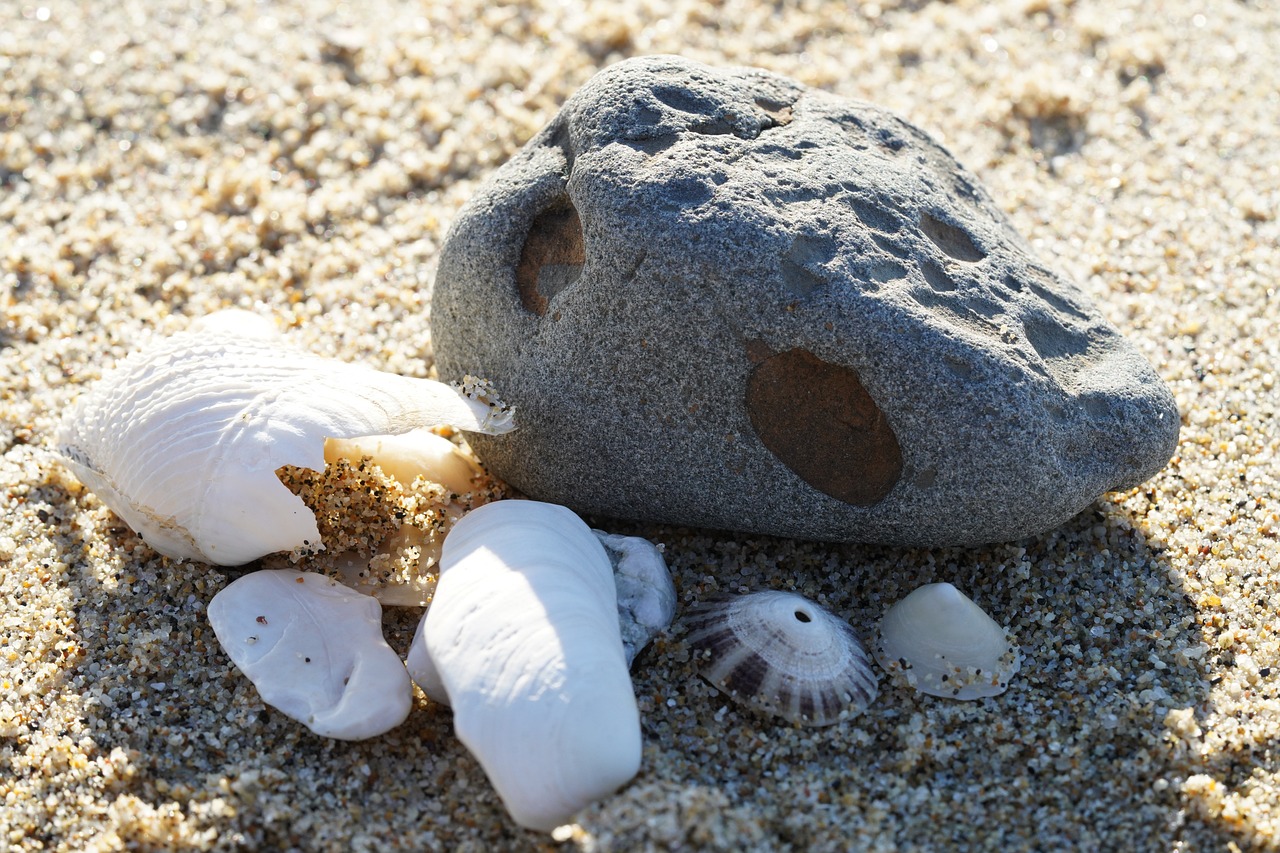 조개꿈-큰조개꿈-소라꿈-조개꿈해몽