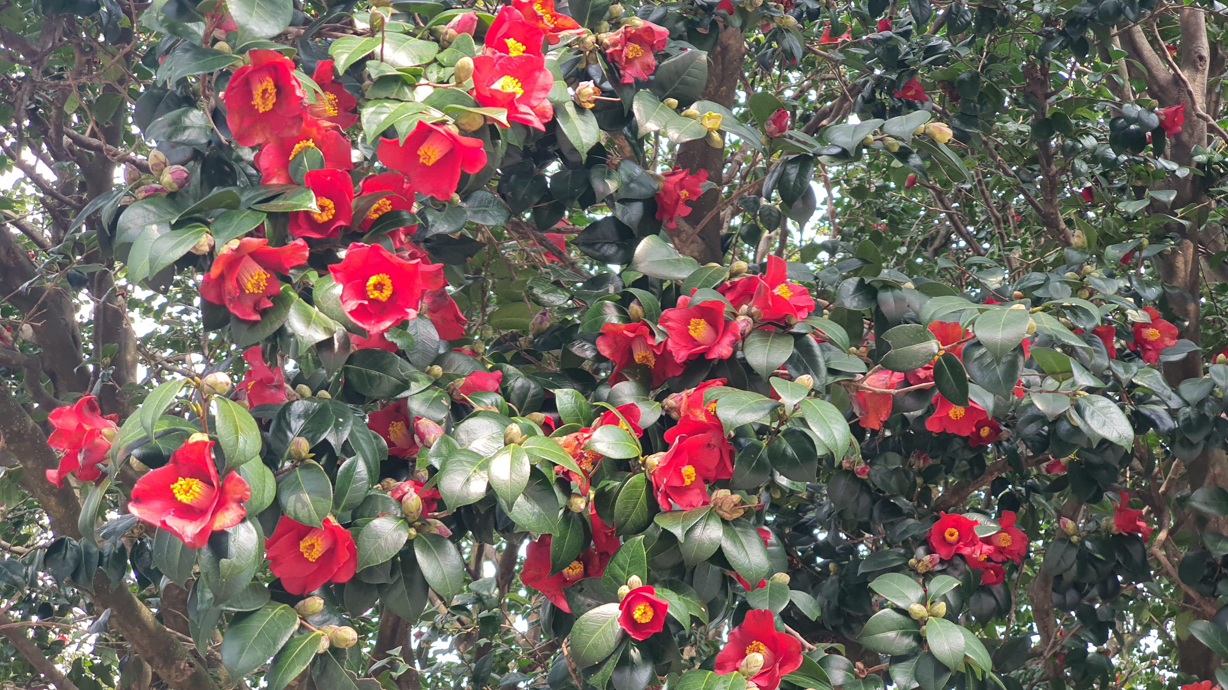 제주의 봄은 동백의 향연 직접 방문한 맛집도 일품