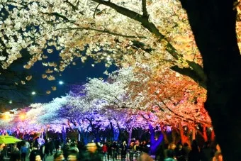 2025년 상반기 전국 봄꽃 임산물 축제 일정 예매_20