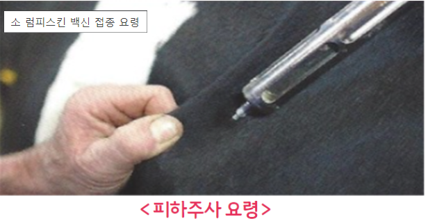 럼피스킨병