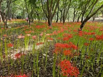 꽃무릇과 상사화 차이 요약 정리를 한눈에_9