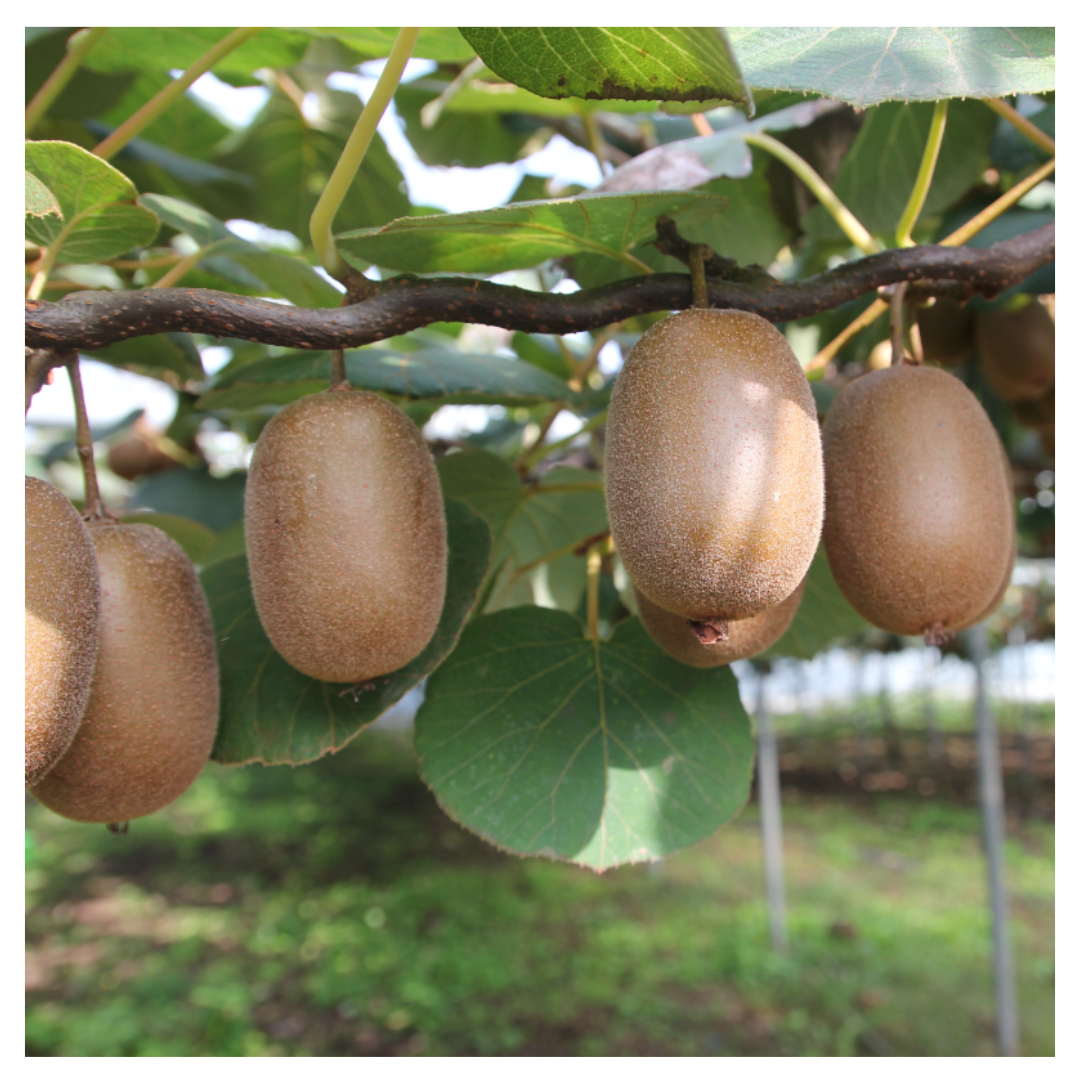 변비에 좋은 음식과 관련된 사진입니다.