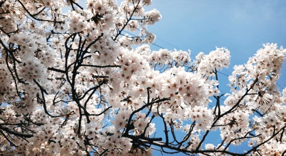 제주도 한라수목원 향몽유적지 벚꽃 명소