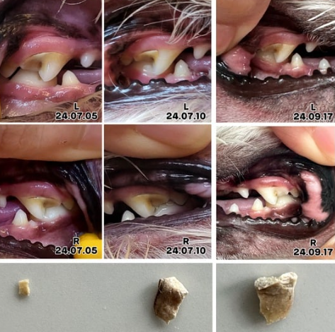 강아지 입냄새&amp;#44; 왜 생기고 어떻게 없앨까? 5가지 관리 팁