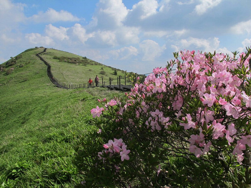 단양 소백산 철쭉