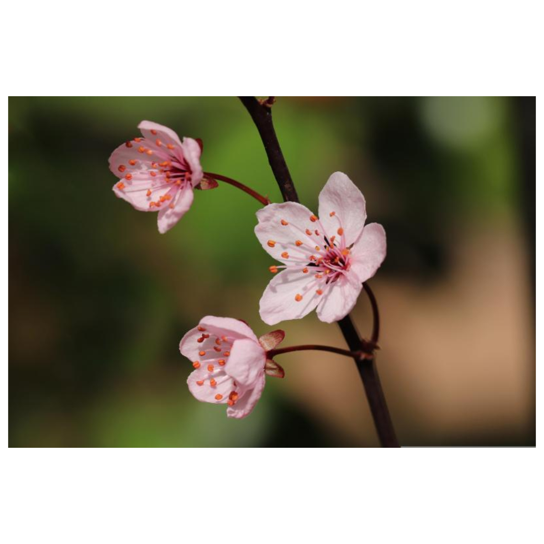 우엉차와 관련된 사진입니다.