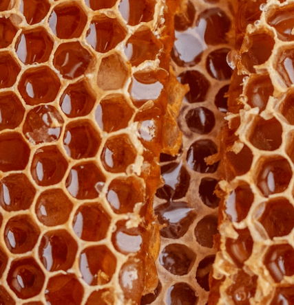 그린 프로폴리스 효능 - 프로폴리스 정의