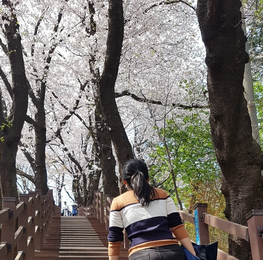 2025년 벚꽃 개화 시기와 벚꽃놀이 가성비