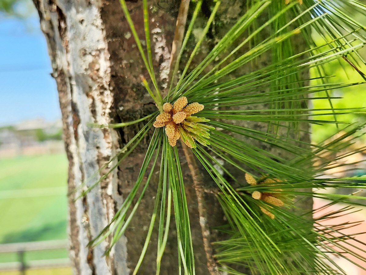 스트로브잣나무