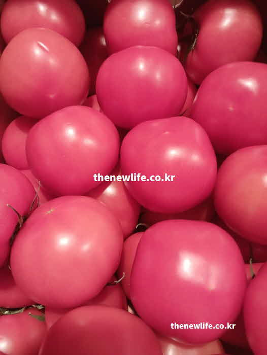 토마토 효능 부작용 찬 성질