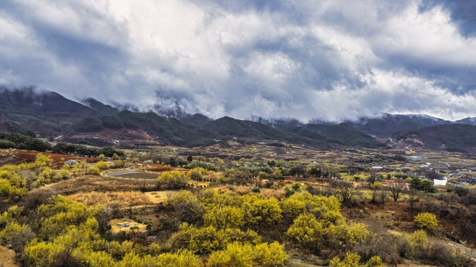제 25회 구례 산수유꽃 축제 초대 가수(박서진 요요미 진시몬 현진우 이정옥) 및 일정 프로그램 소개