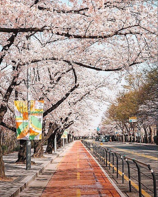 벚꽃 축제