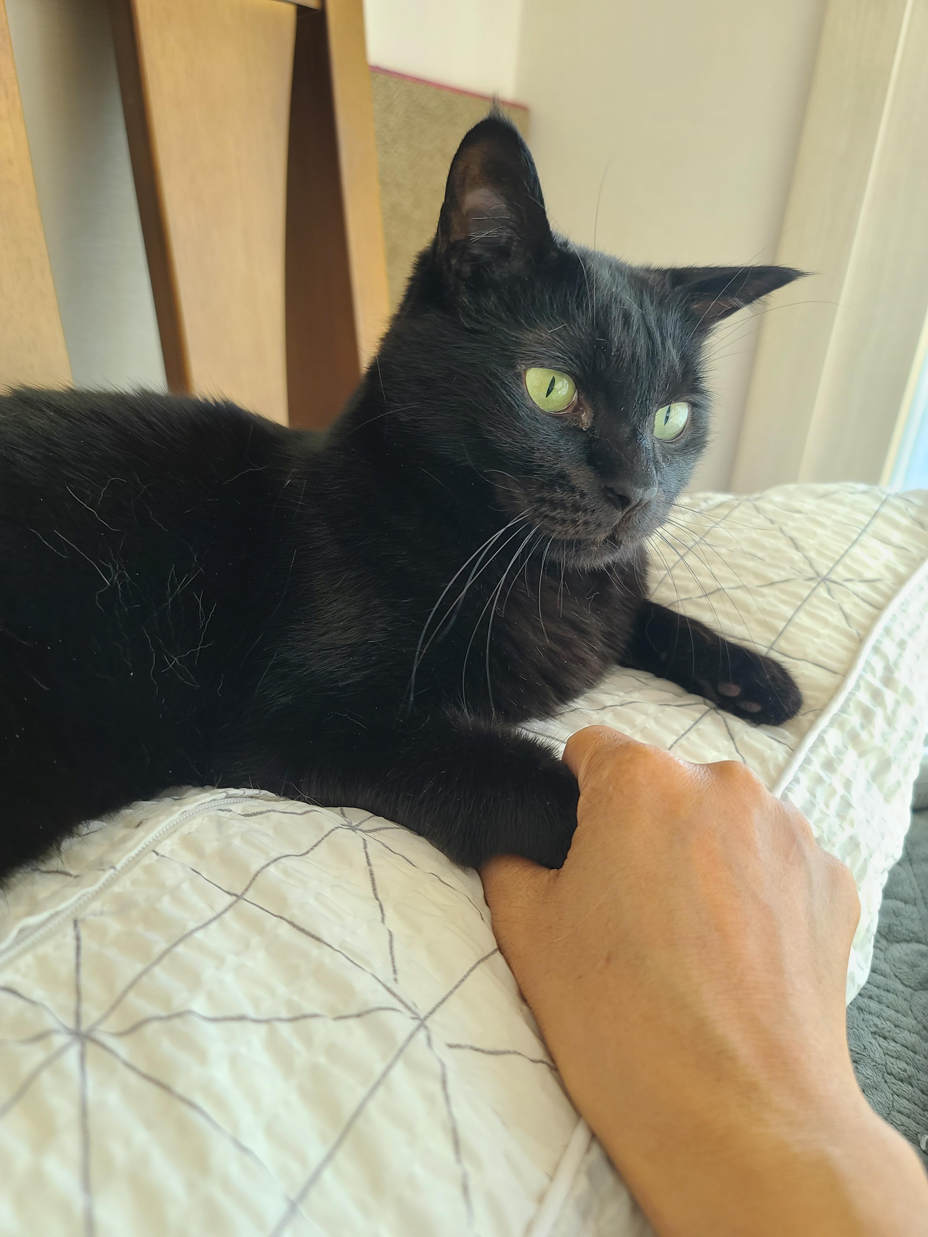 집사에게 단단히 삐진 고양이에게 화해를 청했는데...