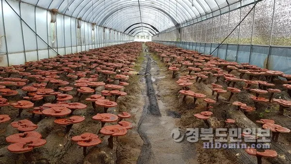 영지버섯 재배 배양 관리 온도 유지 건조 보관_1