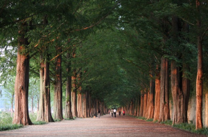전라남도 담양 메타세쿼이아길