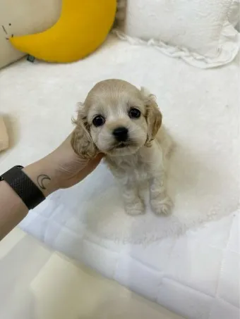코카스파니엘 분양 가격 몸무게 성격 수명_7