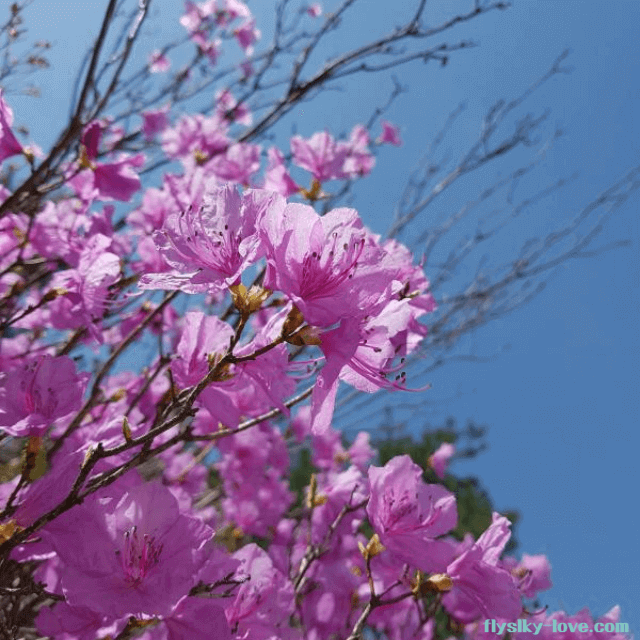 약효가 풍부한 진달래 꽃