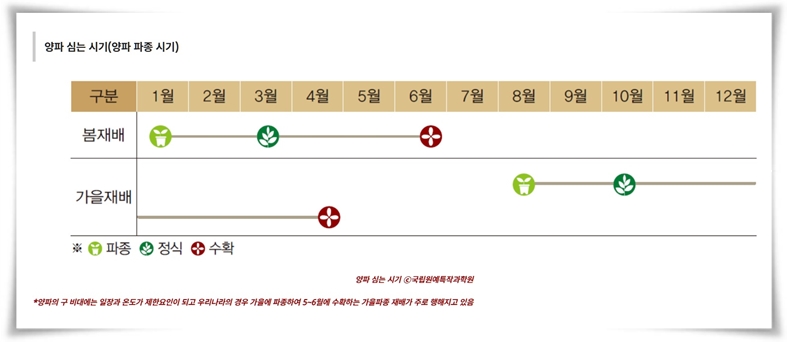 "10월, 양파 심으세요!" 건강한 양파 키우기 완벽 가이드!