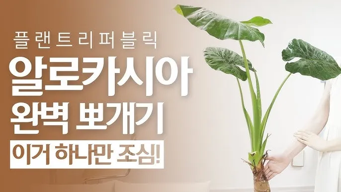 알로카시아 키우기 물주기 햇빛온도 관리 잎 크게 키우는 법_8
