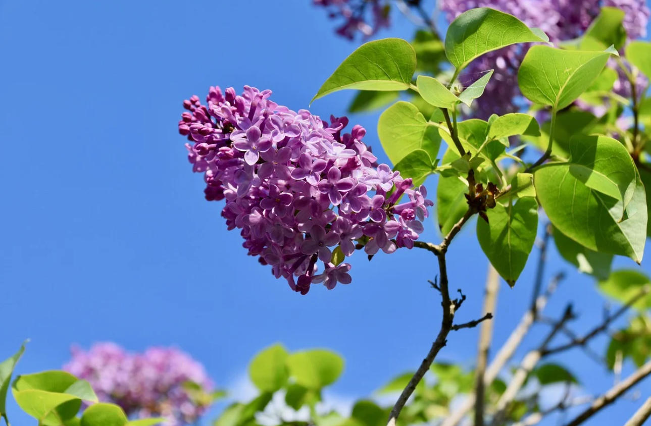 라일락-관목