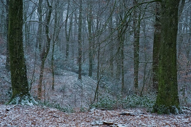 꽃가루 알레르기란? 