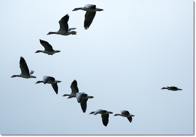 시너지를 창출하는 기러기의 V대형 비행