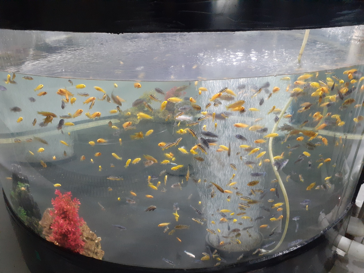 민물고기전시관열대어전시관