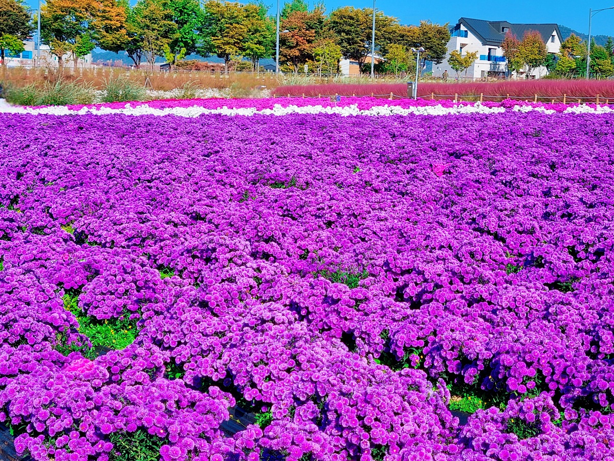 2024 양주 나리공원 천일홍 축제: 수도권에서 핑크뮬리, 댑싸리, 팜파스를 볼 수 있는 가을 여행지