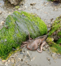 삽시도 어촌체험마을