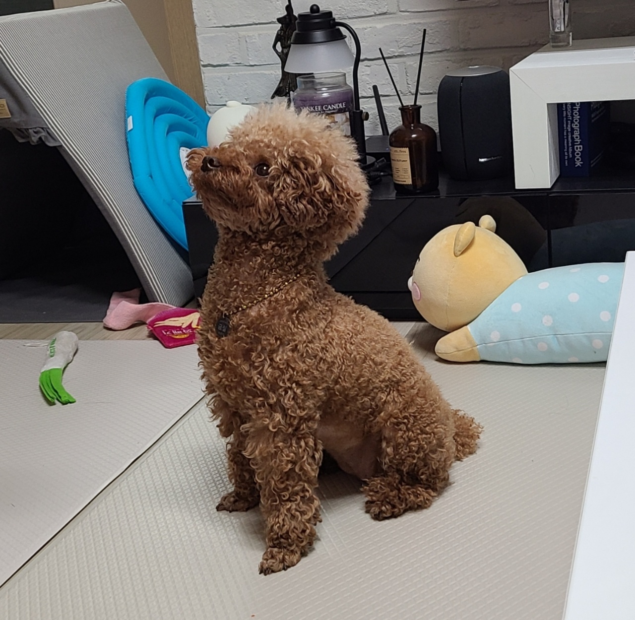 간절한 눈빛의 강아지