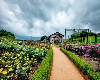 곡성 장미축제_5
