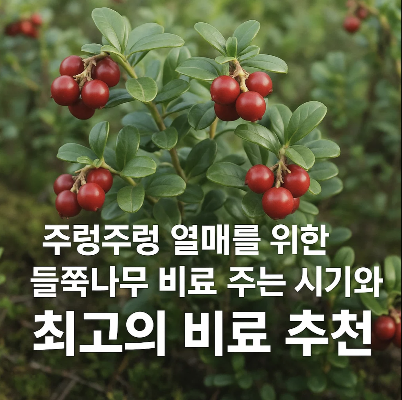 주렁주렁 열매를 위한 들쭉나무 비료 주는 시기와 최고의 비료 추천