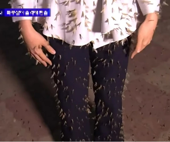 동양하루살이떼출몰