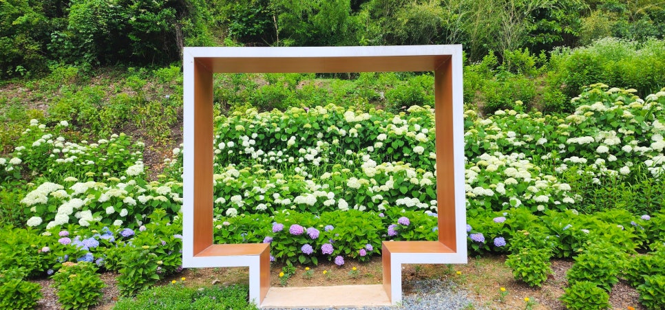 동적골 수국동산 포토존