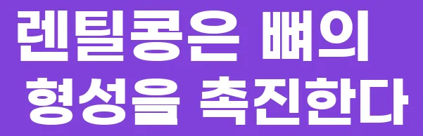 렌틸콩은 뼈의 형성을 촉진한다