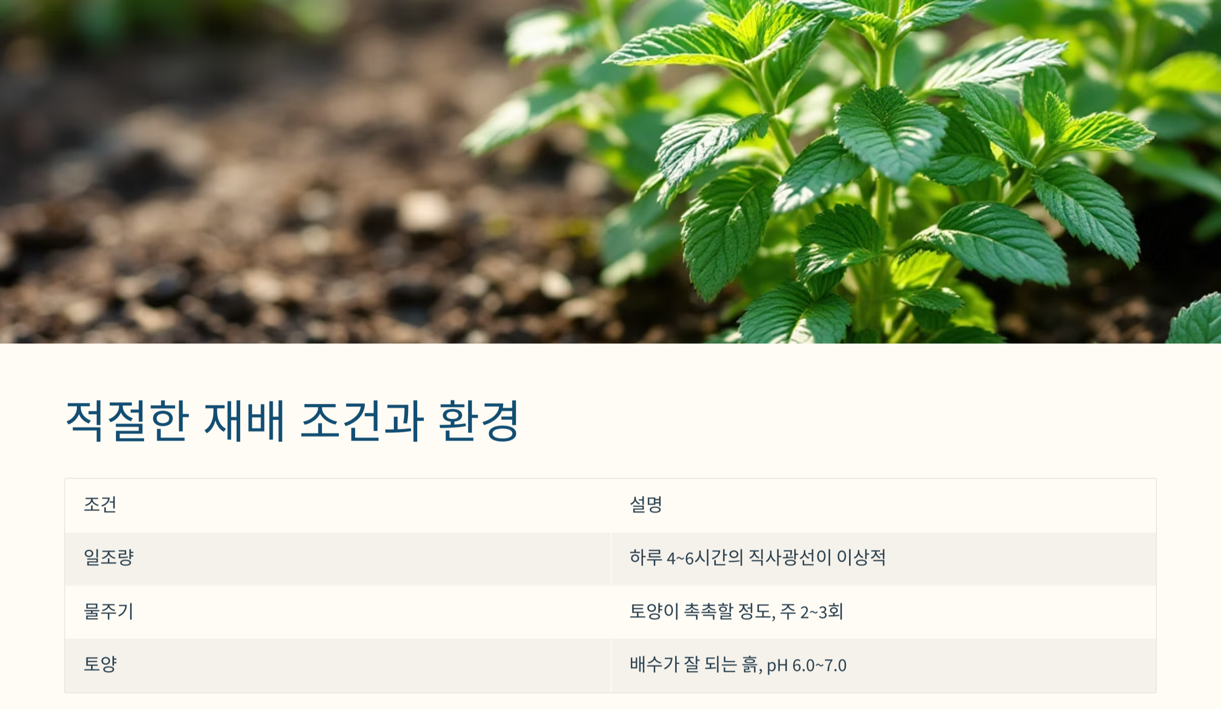 페퍼민트