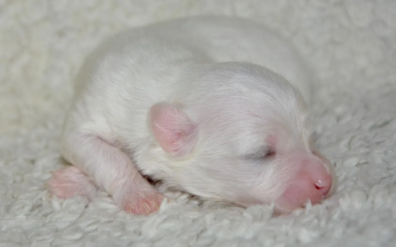 새끼강아지무료분양 멍멍이 가족 맞이 꿀팁_7