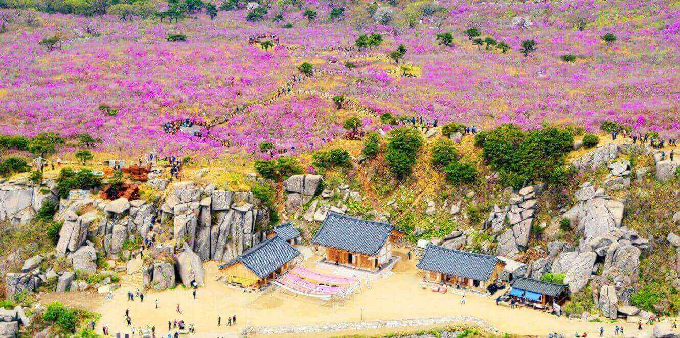 비슬산 참꽃 풍경