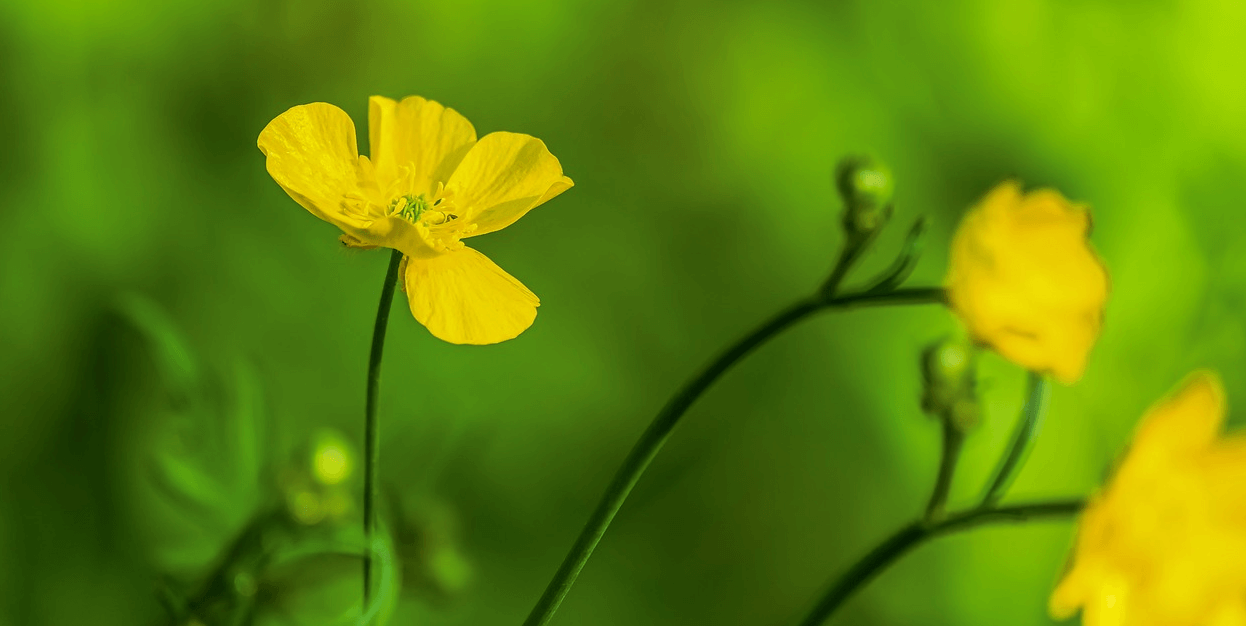 미나리 사진 - 00113