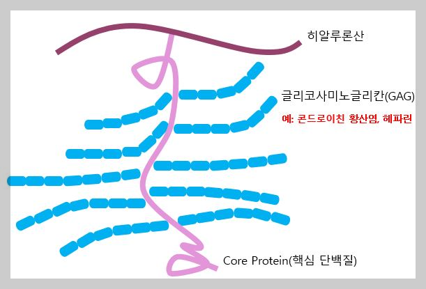 프로테오글리칸 구조