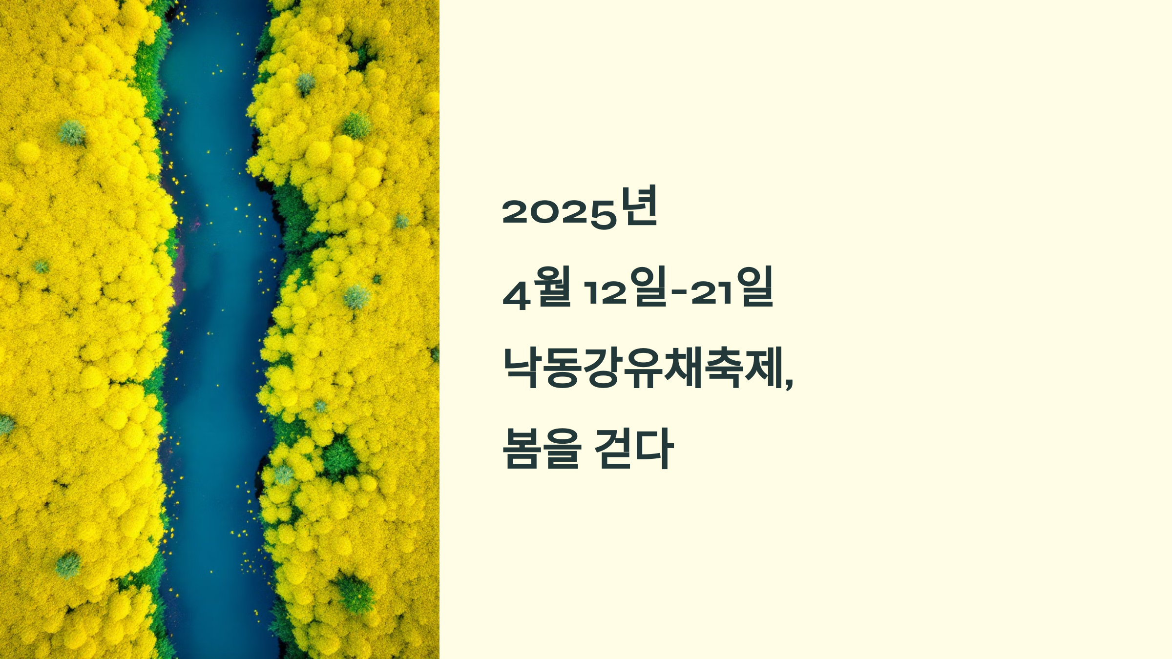 창녕에서 즐기는 2025 낙동강유채축제, 봄을 걷다