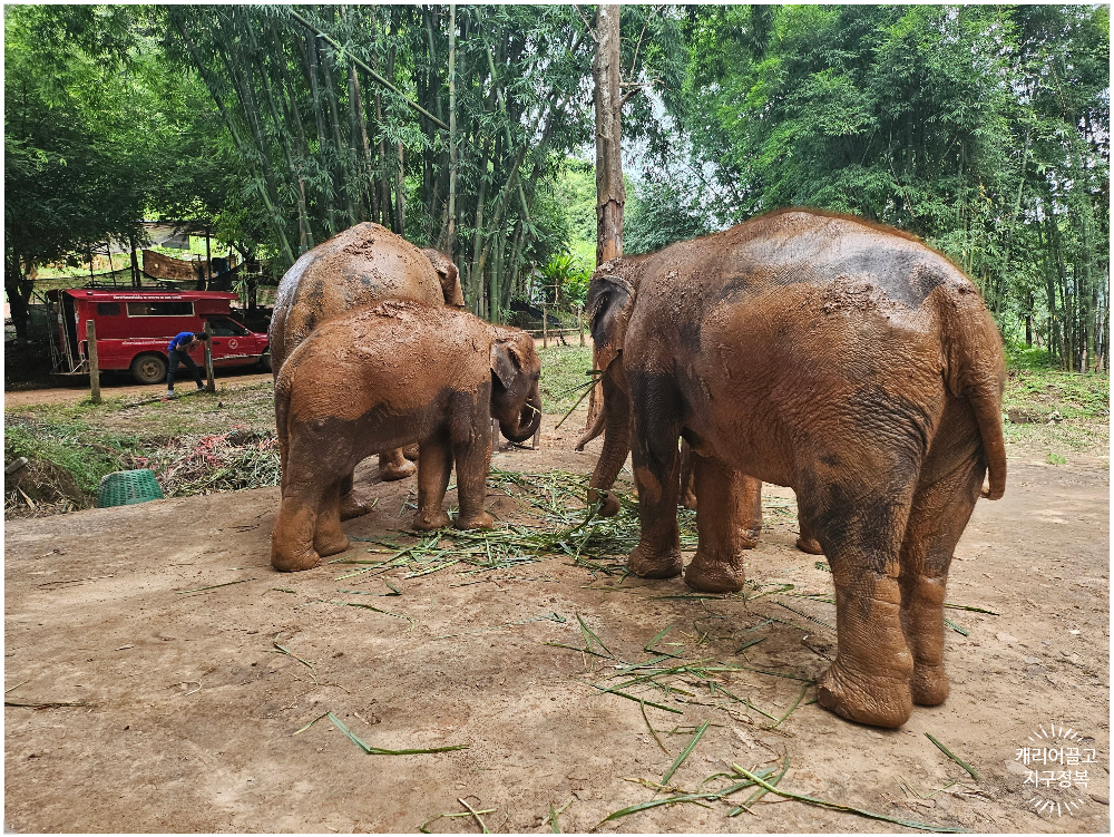 치앙마이 코끼리 보호구역