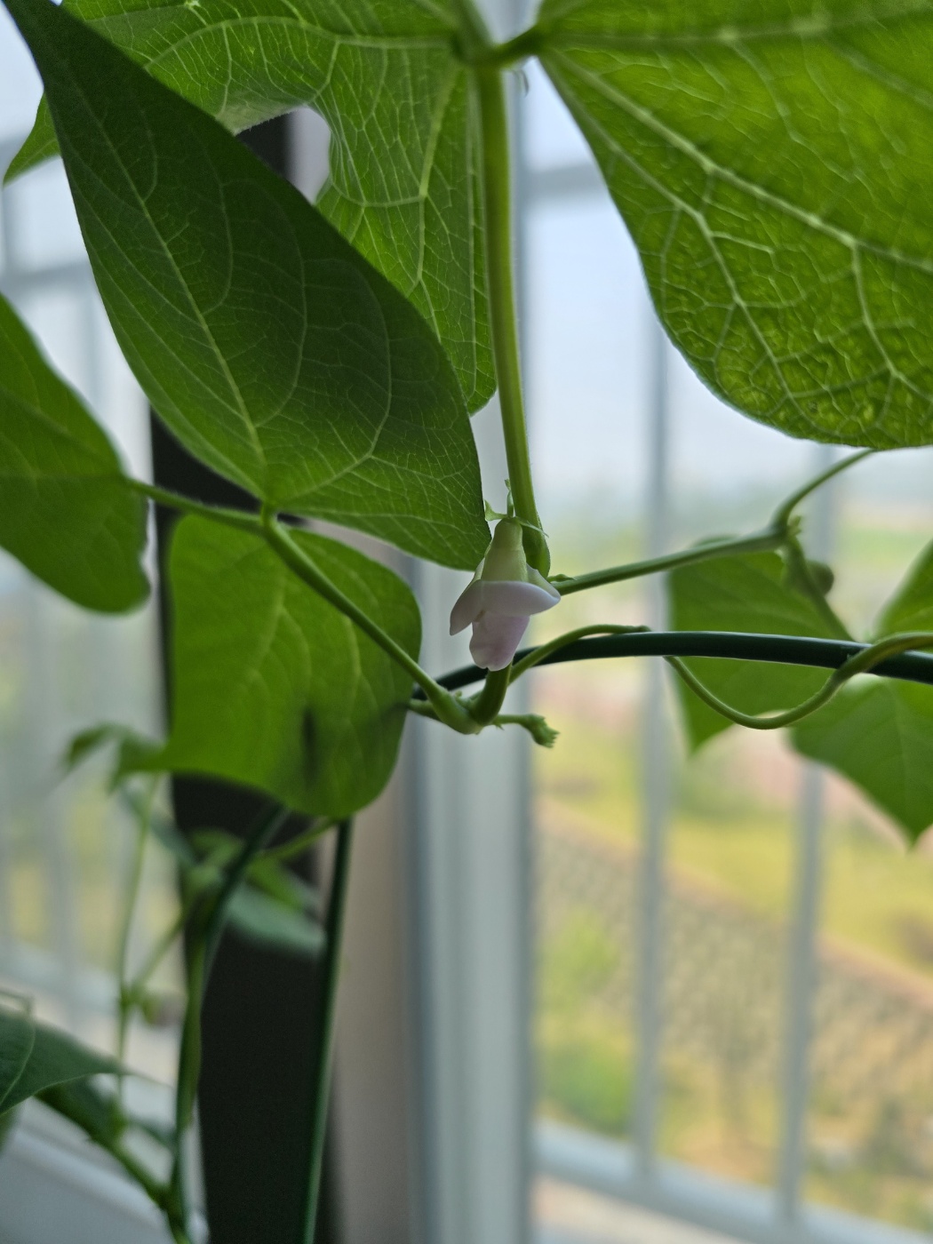 연보라빛이 예쁜강낭콩의 꽃