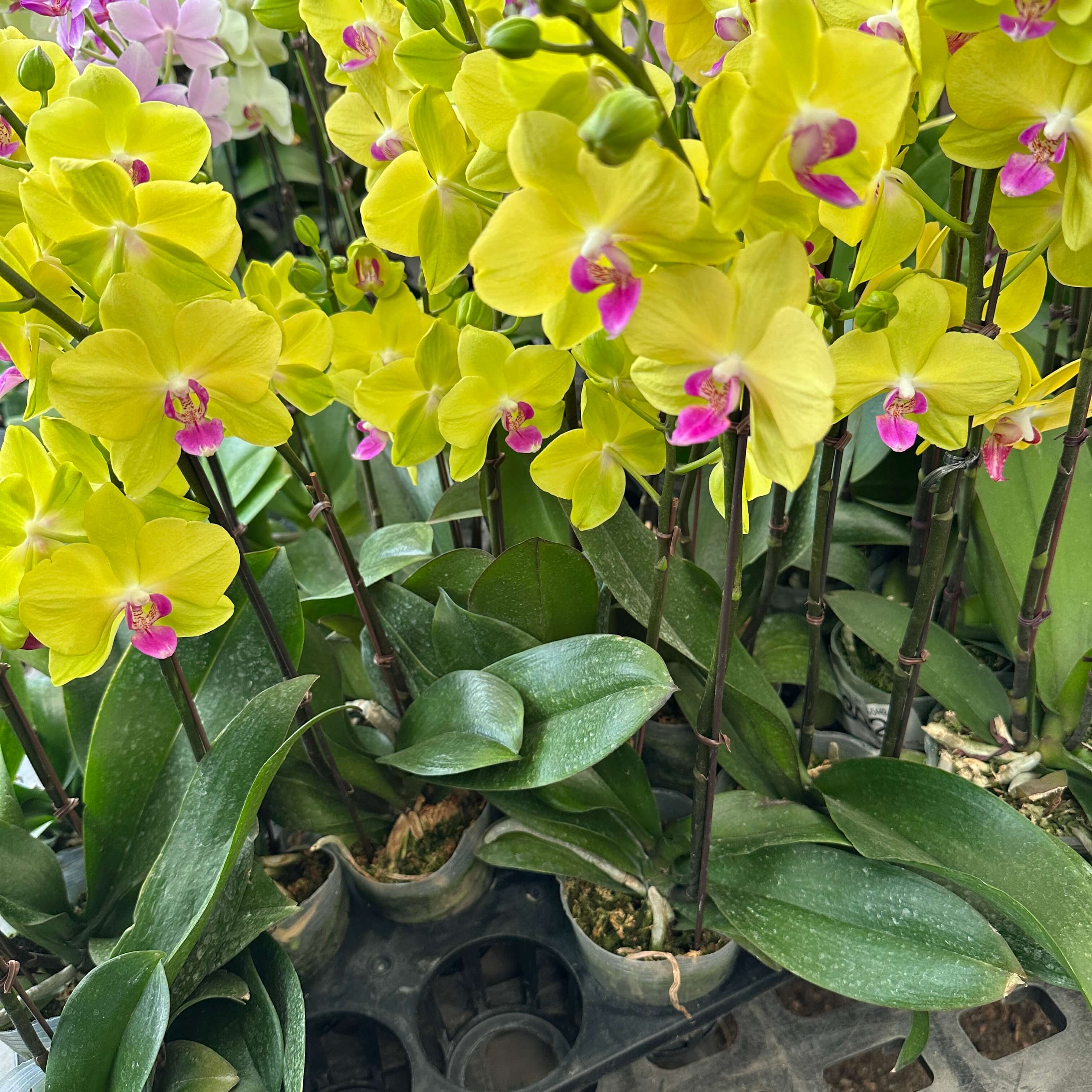 호접란 키우는 법