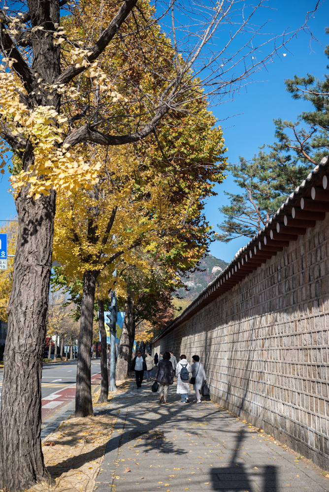 청와대 단풍