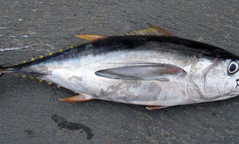 갑상선기능저하증 좋은 음식