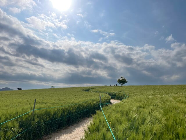 고창 청보리밭 축제