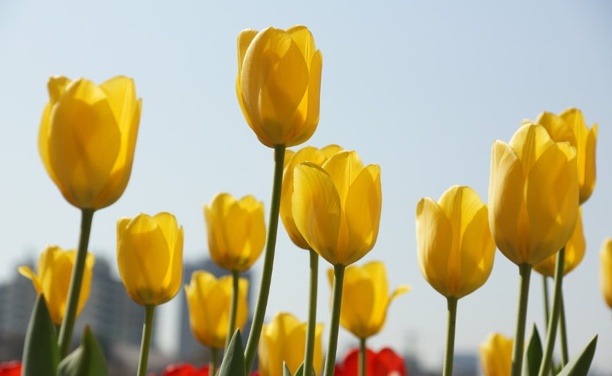 태안 세계튤립축제 노란튤립